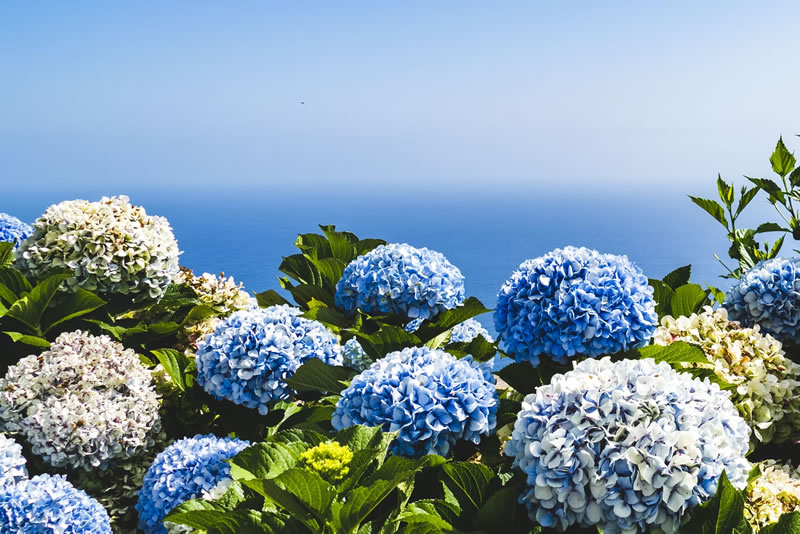 hydrangeas